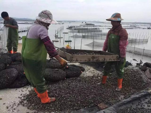 蚶子什么时候挖最肥,海里的蚶什么时候最肥美