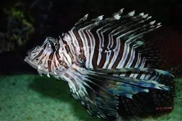 世界顶级鱼子酱多少钱一克,顶级鱼子酱一盎司多少钱