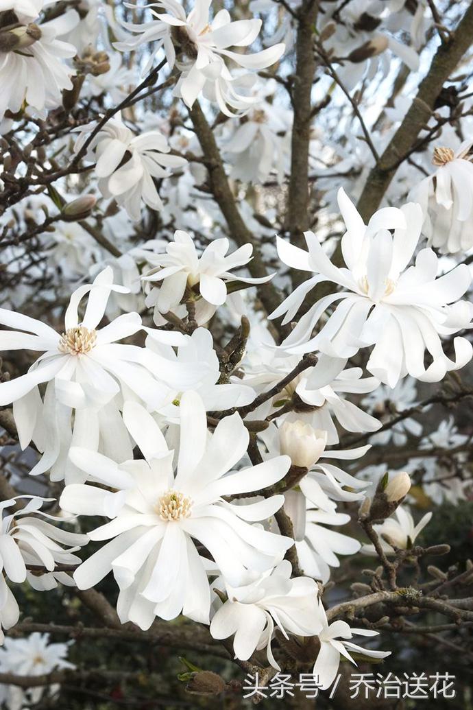 祖玛珑香水星花木兰,祖马龙花木兰香氛