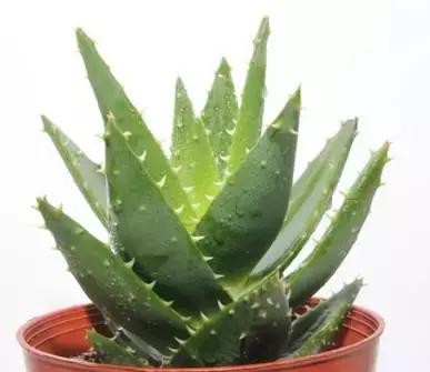 aesop哪里买比较好,什么值得买海外版