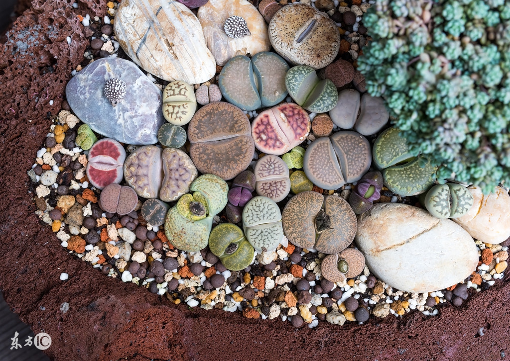 小生石花怎么养才能更旺盛,生石花怎么样养视频