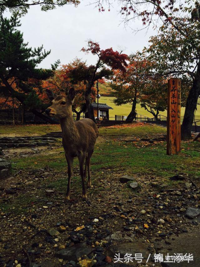 去日本必读的100个旅游小贴士,去日本值得收藏的东西