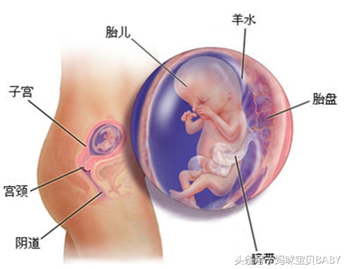 怀孕第九周胎儿发育情况,怀孕九周的胎儿会有动的感觉吗