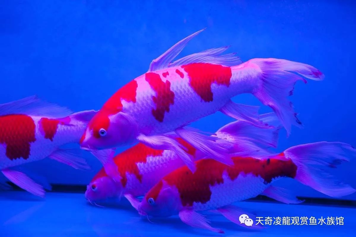 鱼为什么会得寄生虫,鱼有寄生虫需要单独治疗吗