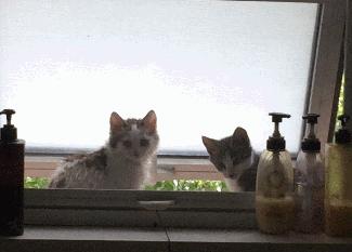 捡到的猫咪要不要归还给原主子,捡到一只流浪猫要注意事项