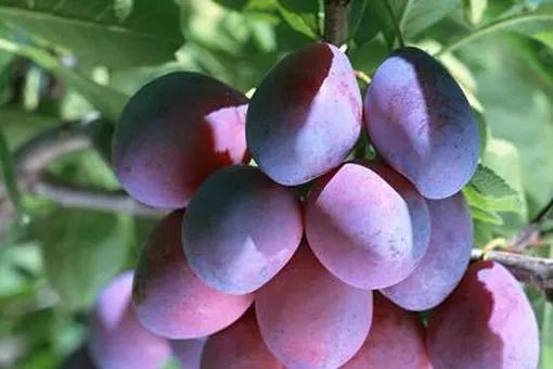 特禀质过敏体质,特禀体质是什么症状