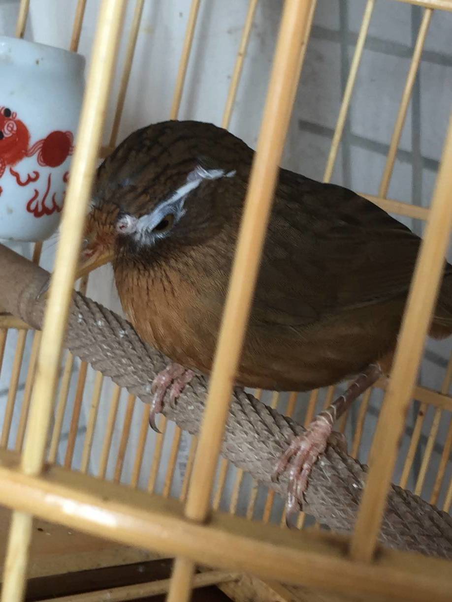 画眉鸟训练方向,画眉鸟怎么调整斗性