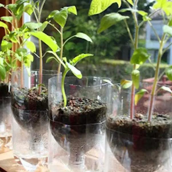 小瓶子手工制作小东西养花,省钱10大养花神器1个塑料瓶做出来