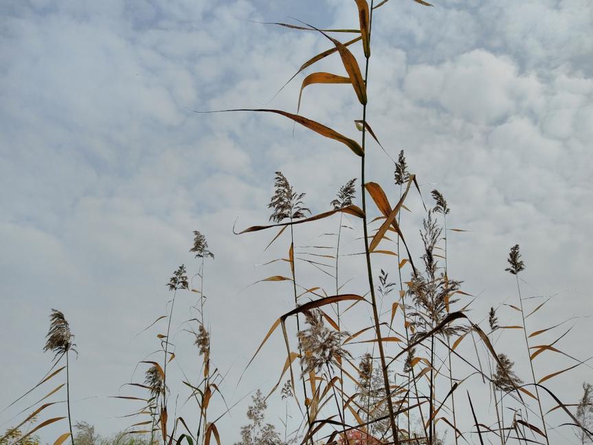 坚果PRO2测评,坚果pro2开不了机