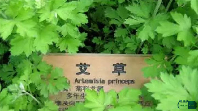 艾叶是否可以治妇科病,妇科艾叶用法