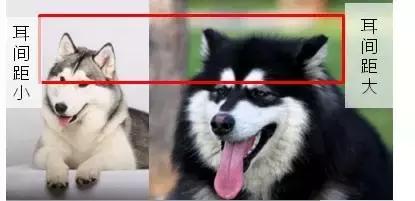 不是所有雪橇犬都像“二哈”这么贱