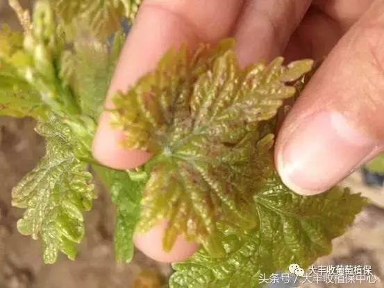 葡萄主枝里面有黑虫如何防治,葡萄叶子出现小黑点