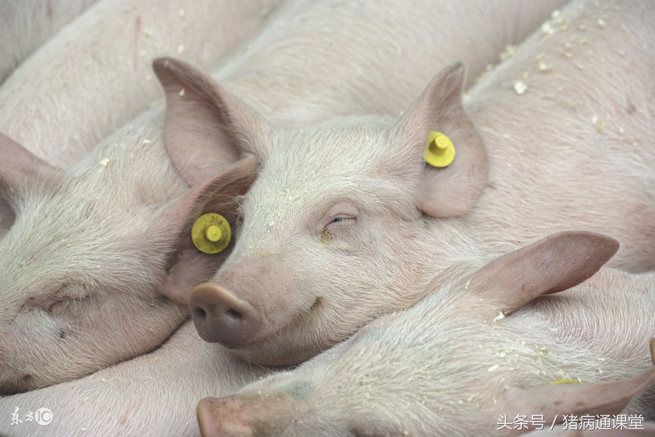 小猪蓝耳病症状及治疗方案,猪非瘟与蓝耳病的症状区别
