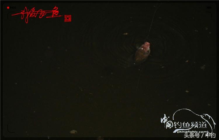 蝙蝠老是来屋里怎么赶走,蝙蝠来屋里怎么办