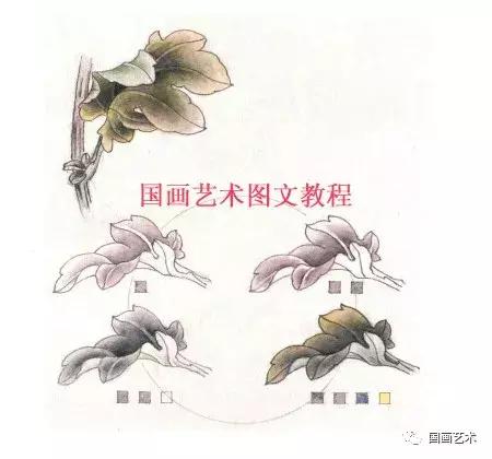 工笔菊花画法步骤示范,工笔菊花设色步骤