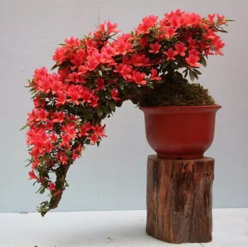 杜鹃花闷根怎么办,杜鹃花冻死怎么救活