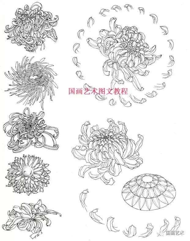 工笔菊花画法步骤示范,工笔菊花设色步骤