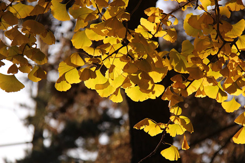 植物风水知识大全,植物风水学基础知识