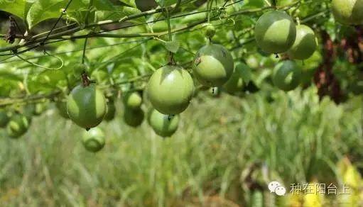 如何用各种水果的种子种植水果苗,水果种植技术水果苗
