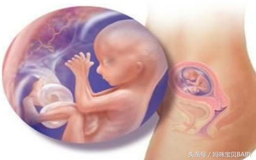 怀孕十一周胎儿长什么样,孕十一周的胎儿有多大