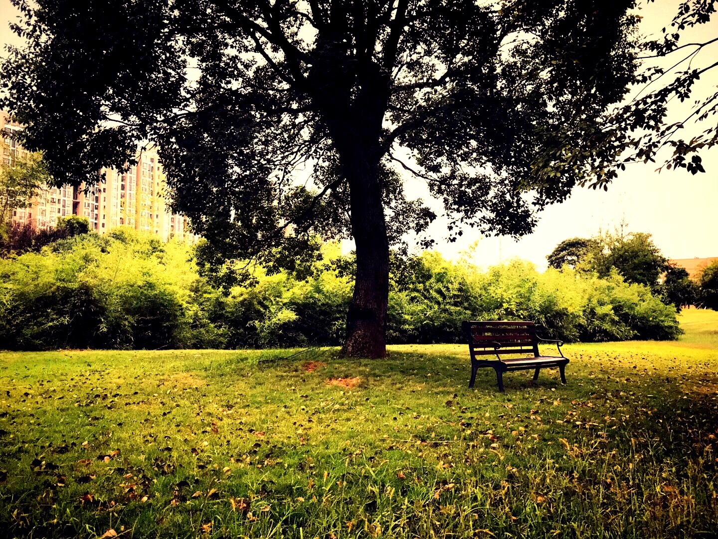 这是，浙师！双龙学者王辉教授眼中的师大，美不胜收！