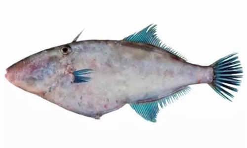 川渝地区的耗儿鱼,四川最好的无头鱼