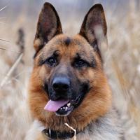 犬种百科之捷克狼犬,德国牧羊犬百科简介