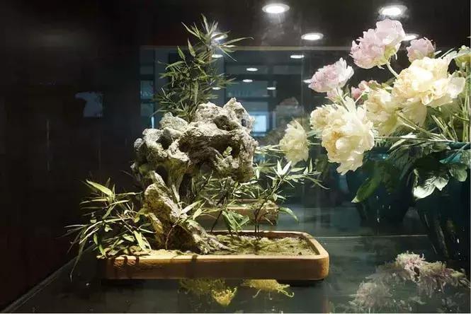 罗汉竹盆景修剪造型,罗汉竹盆景怎么养护和修剪