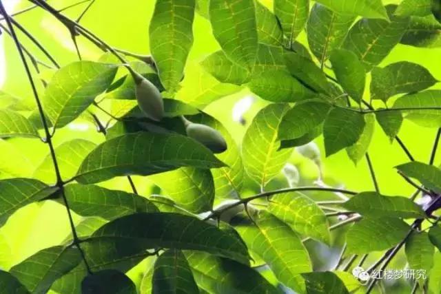 橄榄：念在嘴里倒象有几千斤重的一个橄榄