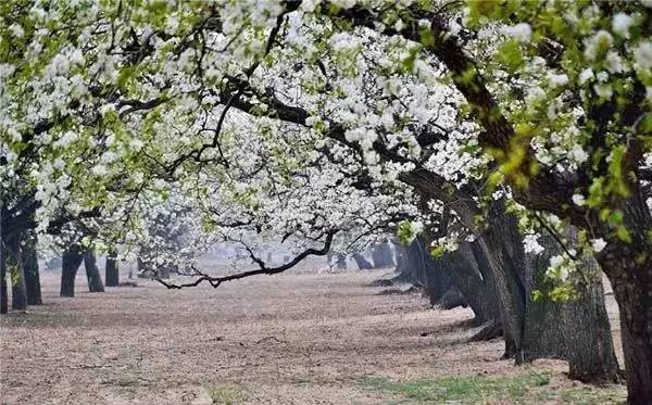 逛切北京最全花节汇总整理！收藏起来慢慢看！