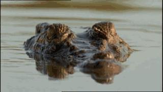 澳大利亚吉祥物袋鼠,澳大利亚的袋鼠伤人事件