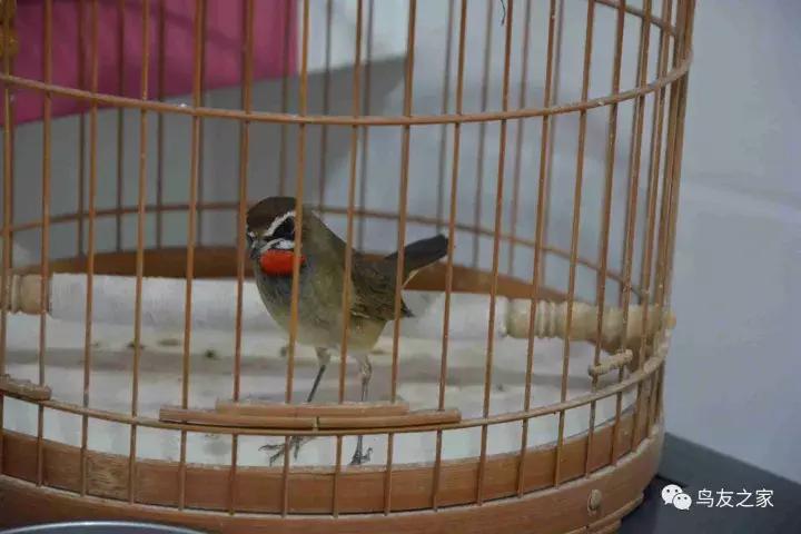 闲聊养鱼技巧大全,闲聊冬季野钓