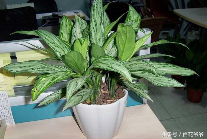 吸甲醛的盆栽植物排行榜,盆栽去甲醛最好的植物