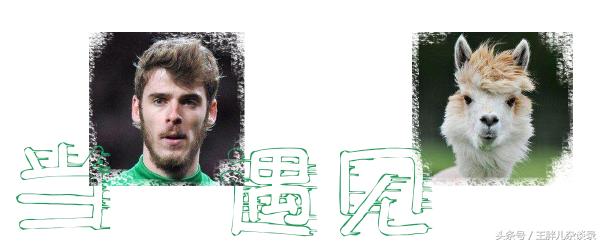 当球星遇到猫咪,当球星遇到自己的名场面