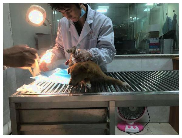 狗狗肠子都被人踢出来,女孩抱走送去医院,医生给她打了折!