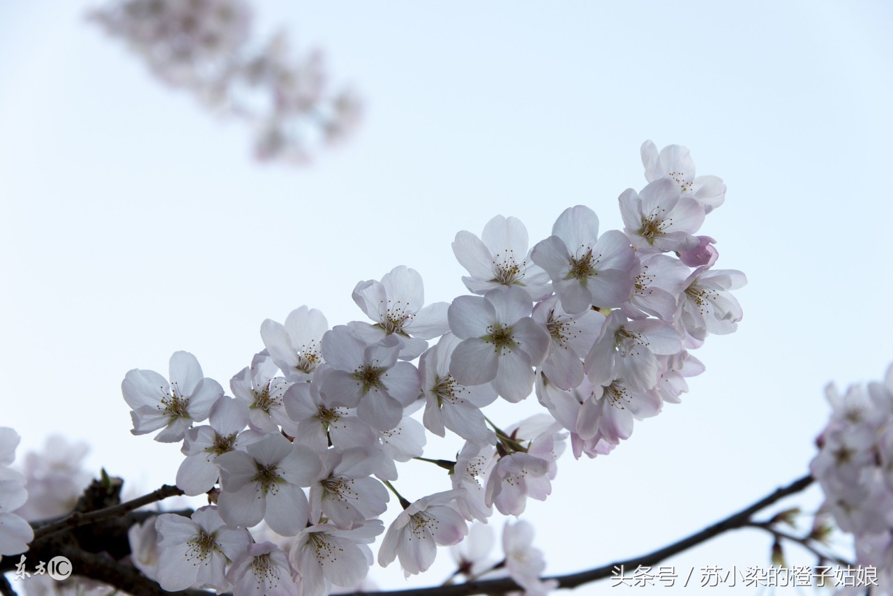 苏小柒剪映教学,花弄影写的小说