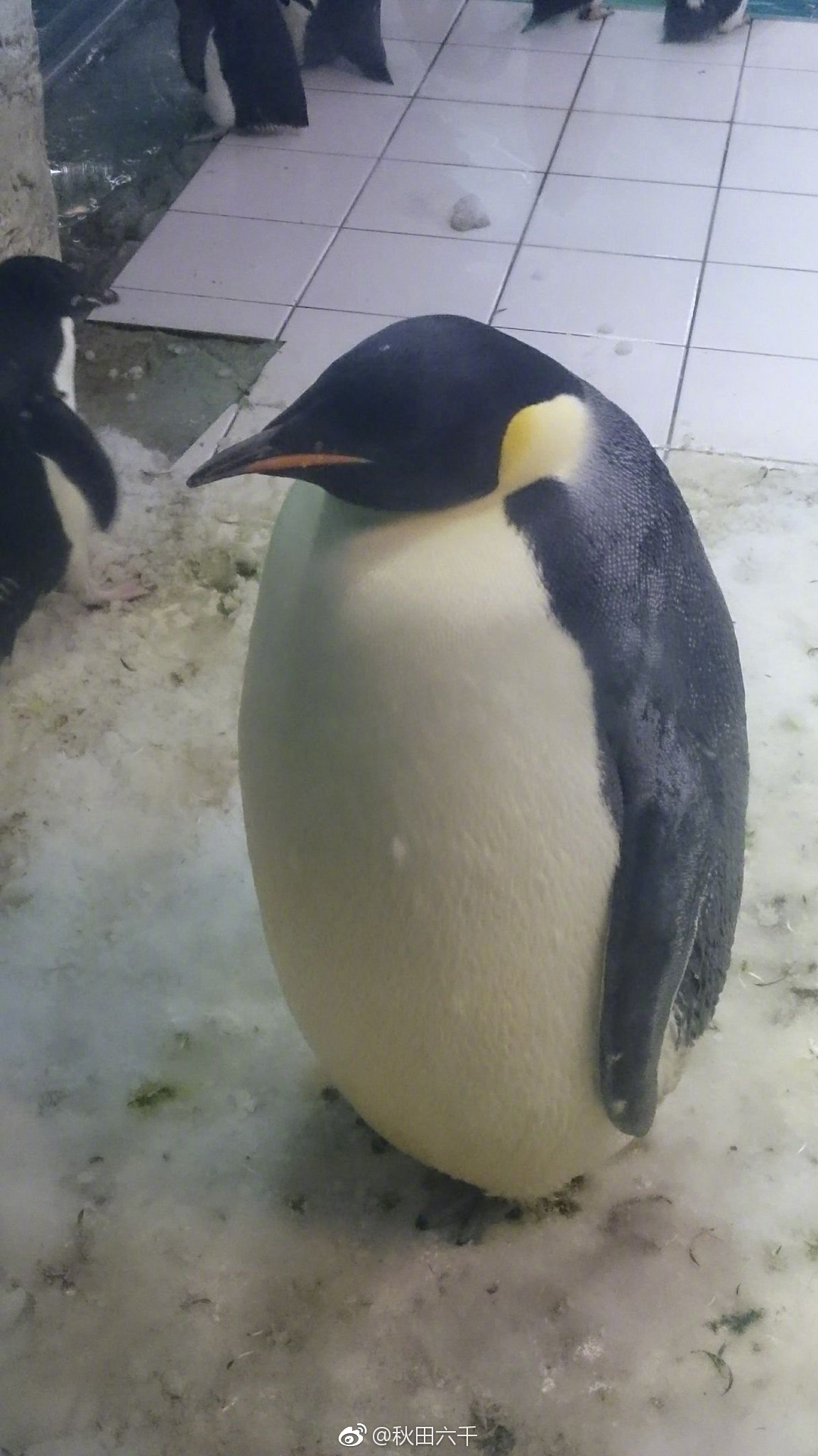 来自奶奶送宝贝孙子的礼物,来自天堂奶奶的礼物