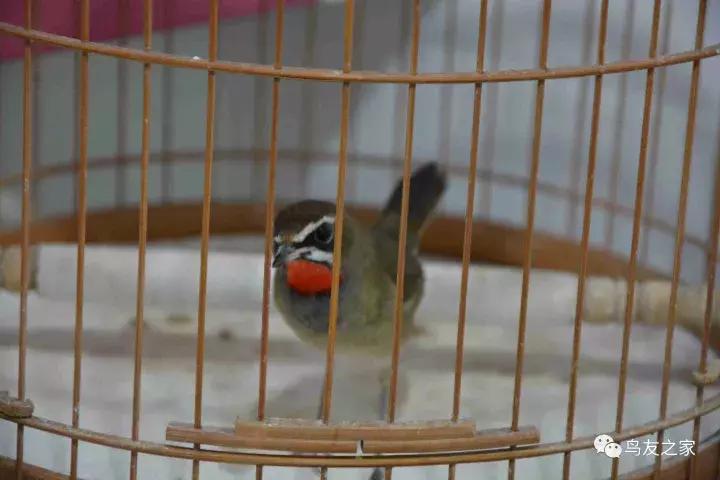 蓝点颏冬季,靛颏冬季饲养管理