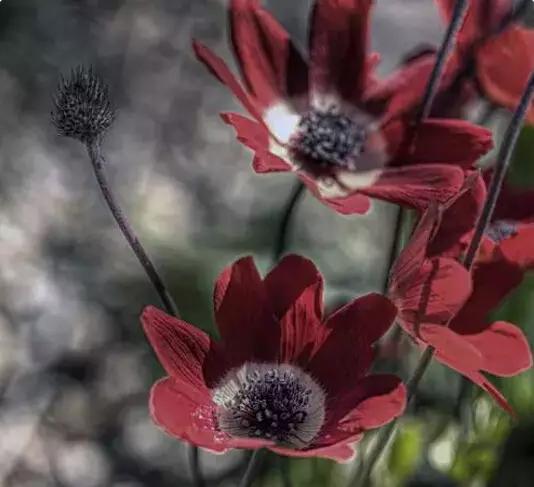 酒干倘卖无原唱文字,酒干倘卖无温柔版