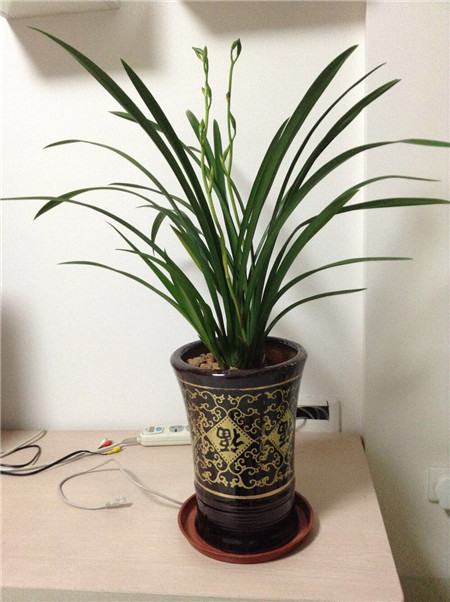 贵州省最名贵十种兰花,最名贵十种兰花剑阳蝶