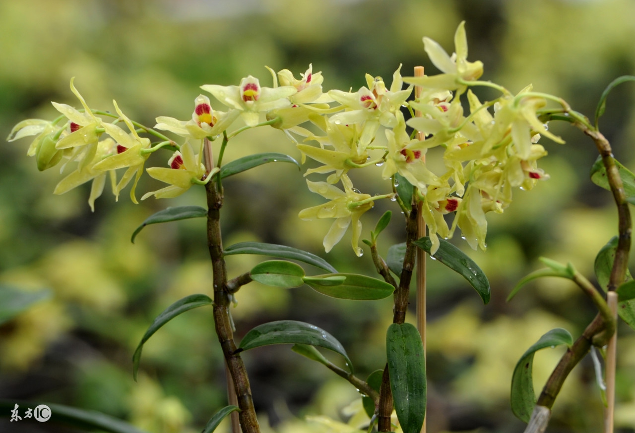 贵州省最名贵十种兰花,最名贵十种兰花剑阳蝶