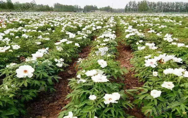 张家口野生牡丹,张家口花开富贵