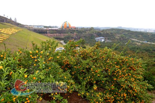 南丰蜜桔柑橘,柑桔专家