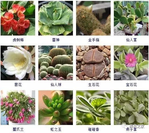 八种常见的多肉植物,215个多肉植物样子
