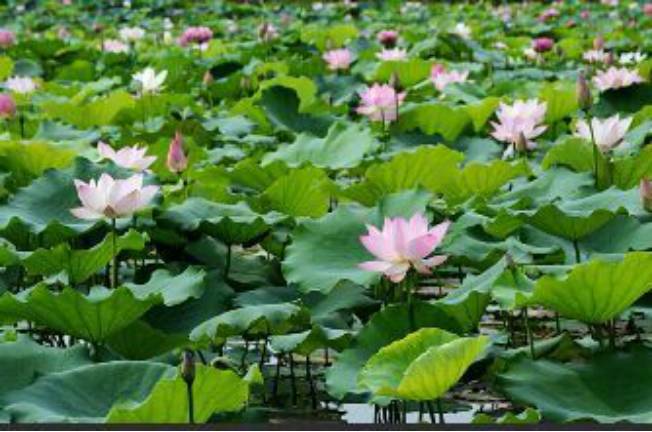 对话｜中山“北大门”东凤镇将要迎来新一轮的大升级！听杨安队说了什么？