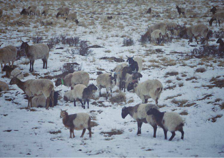 有人你|醉美三江源,最美瀞度人