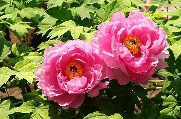 逛切北京最全花节汇总整理！收藏起来慢慢看！