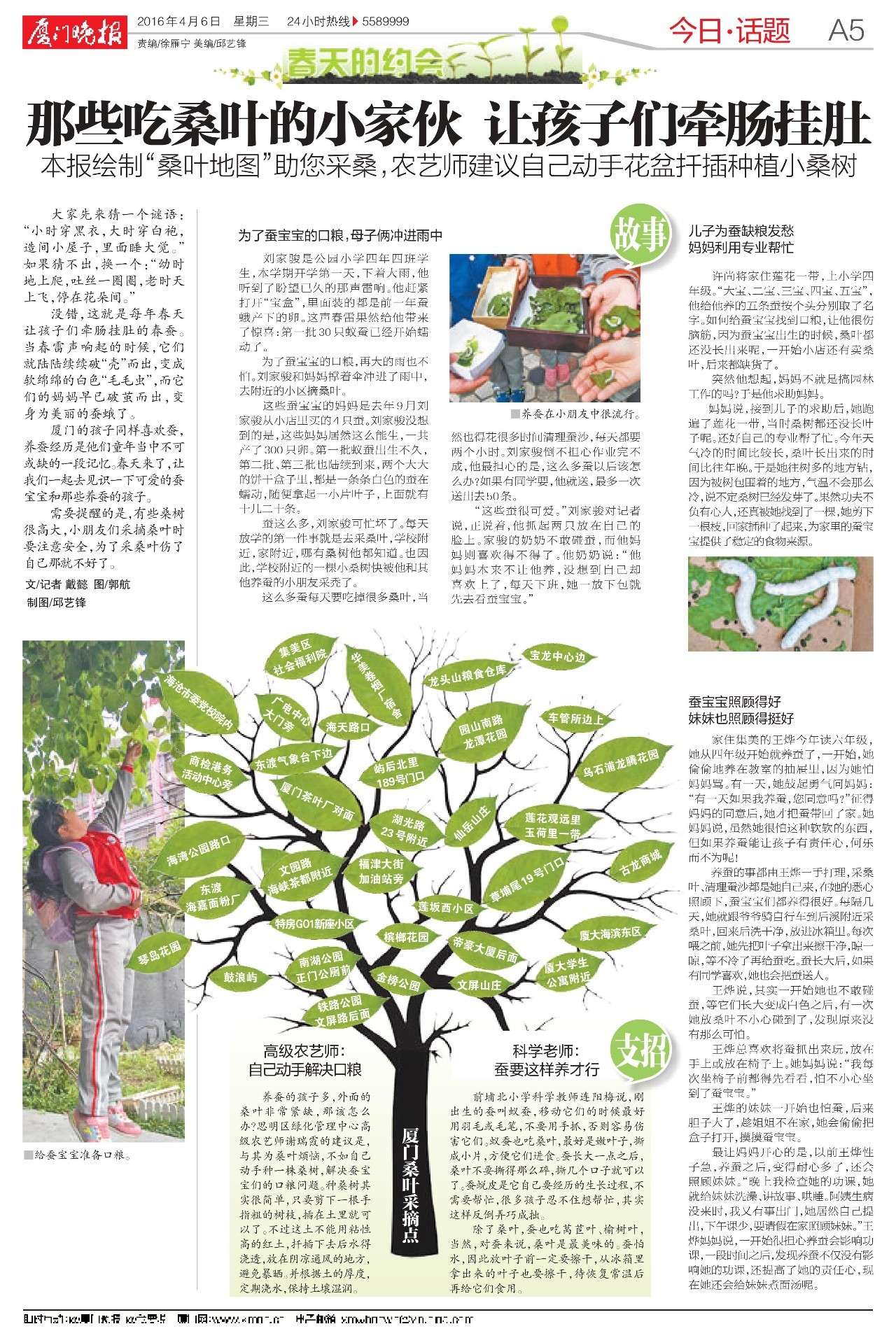 厦门桑叶分布,厦门桑叶位置图