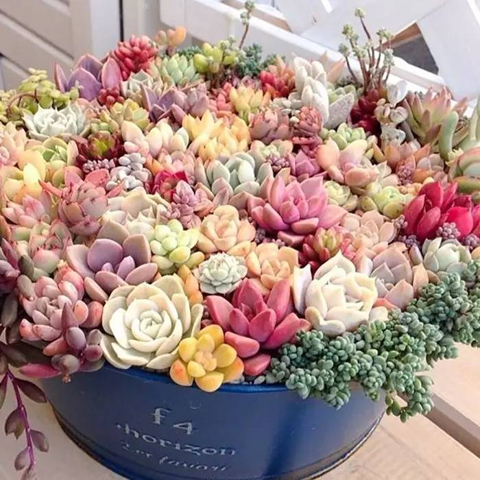 无“肉”不欢！10种好看又便宜的多肉！