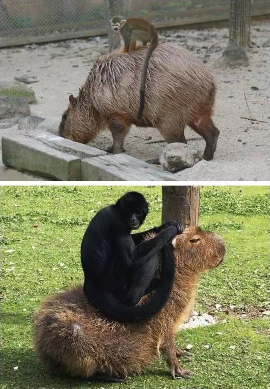 人见人爱车见车载花见花开,人见人爱花见花开车见车英文